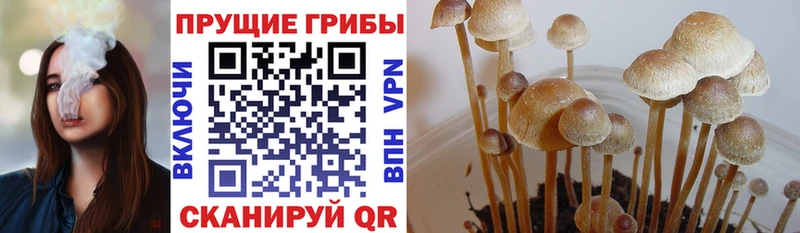 Псилоцибиновые грибы Psilocybine cubensis Ухта